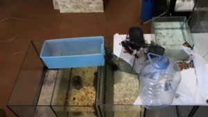 Выращиваю малька меченосцев