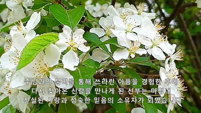 아가서 (Song Of Songs)  1 :  (개요) 주님의 사랑으로 성숙된 믿음과 사랑의 영적 전사가 되는  성도의 이야기