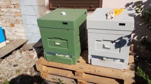 Клещ Варроа бежит из улья от обработки  Окуривание пчел