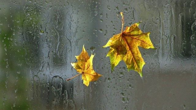 Роберт Рождественский - Письмо про дождь. Читает Владислав Витковский смотреть онлайн