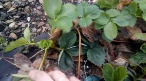 Как и Когда обрезать клубнику.