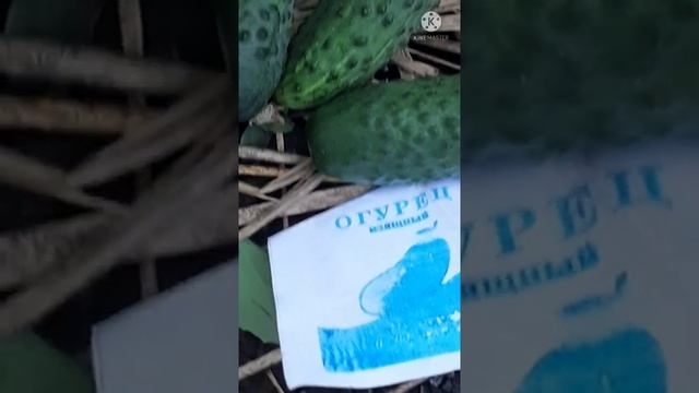 #shorts? 5 июня Левон Огуречник..заговор на большой урожай огурцов??? смотреть онлайн