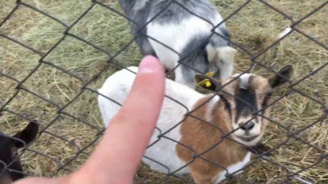 ЛЕВ ВЫБРАЛСЯ ИЗ КЛЕТКИ // ВСТРЕЧА С ОПАСНЫМИ ХИЩНИКАМИ смотреть онлайн