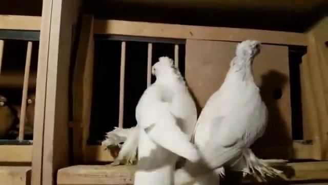 Узбекские голуби / Uzbekistan tauben ( Alexander Zickert , Sassenburg, Германия ) смотреть онлайн