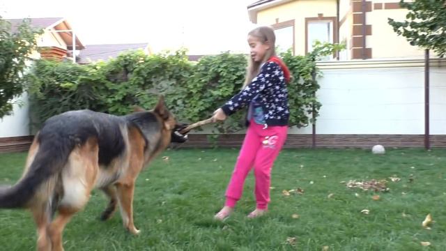 Рой и Катюша. Кобель немецкой овчарки 14 мес. Roy and Katyusha. Male German Shepherd 14 months. смотреть онлайн