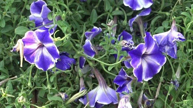 Petunia var. Blue Star смотреть онлайн