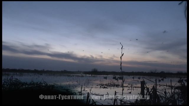 Охота на селезней под Рязанью с духовыми манками SchoolHunter