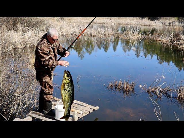 Хотел покушать Гольянов с яйцами Деревенская рыбалка смотреть онлайн