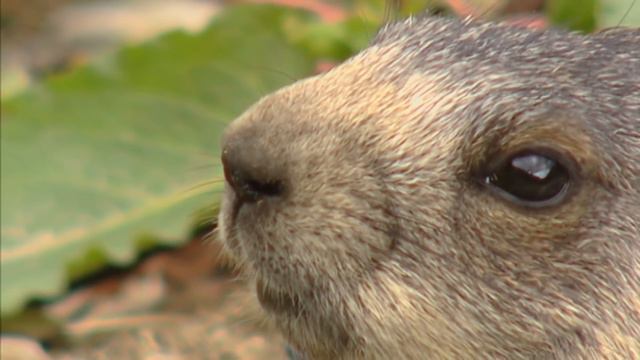 The Golden Eagle - Kings of the Alps | Free Documentary Nature смотреть онлайн