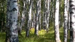 В лес за земляникой.