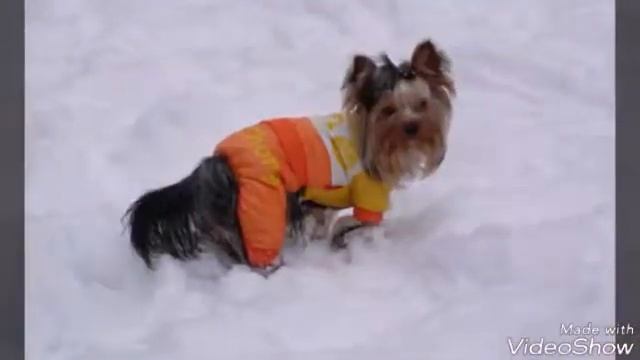 Обои на телефон с животными смотреть онлайн