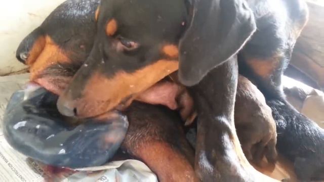 Doberman Unexpectedly Gave Birth While Hunting With His Master смотреть онлайн