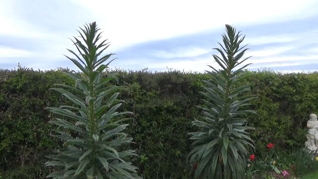 Echium смотреть онлайн