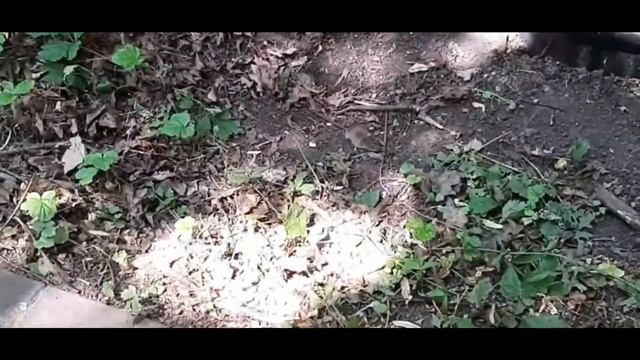2023.06.18 Царицыно смотреть онлайн
