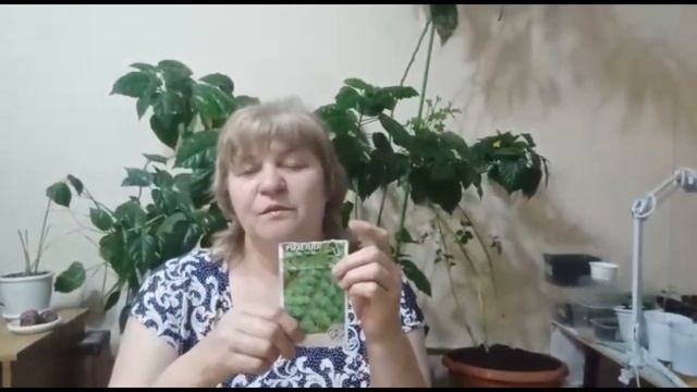 как и какую капусту я сею на рассаду дома смотреть онлайн