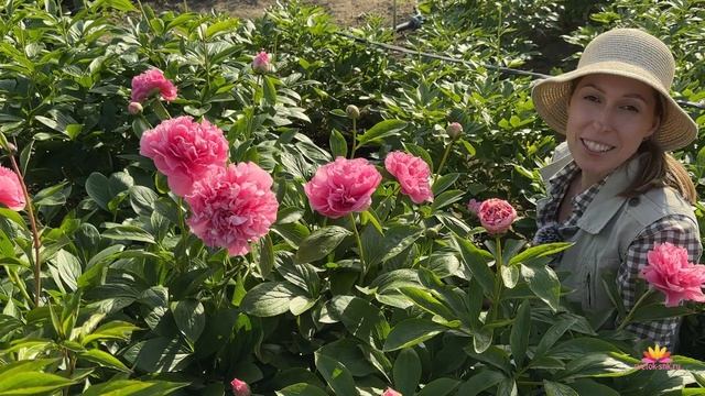 Цветение пионов 12 мая 2023 года / Сад Ворошиловой смотреть онлайн