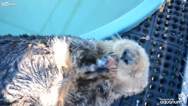 Откорм, красивая жизнь смотреть онлайн