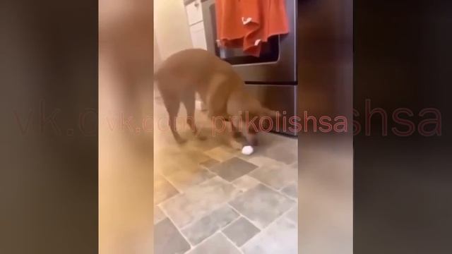 Умри со смеху!))) смотреть онлайн