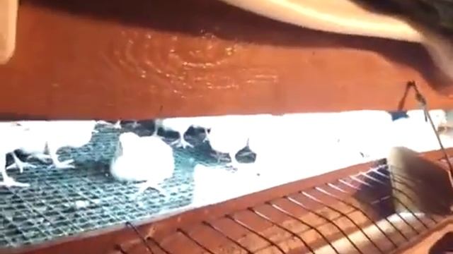 Курятник для бройлеров смотреть онлайн