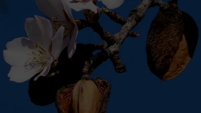 Взламывая тайны цветка жизни. Сакральная геометрия смотреть онлайн