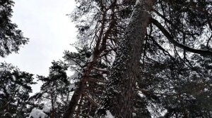 Стихотворение поэта-блокадника Юрия Воронова "Ленинградские деревья" / #Читаемоблокаде