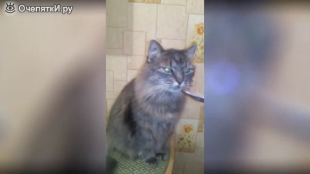 Кот, будешь кашу смотреть онлайн