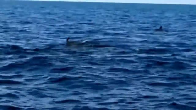 Отдых на море Абхазия