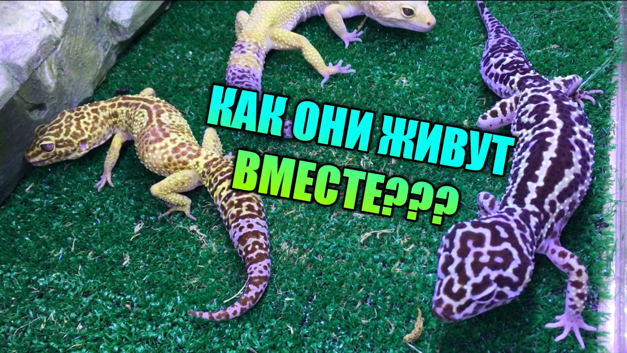 СОДЕРЖАНИЕ ДВУХ И БОЛЕЕ ЭУБЛЕФАРОВ В ОДНОМ ТЕРРАРИУМЕ / КАК УЖИВАЕТСЯ ПАРА ЭУБЛЕФАРОВ В ТЕРРАРИУМЕ? смотреть онлайн