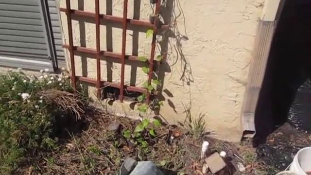 Clematis смотреть онлайн