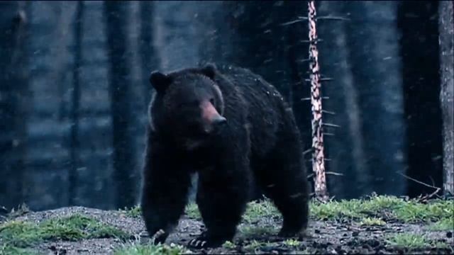 Женщина столкнулась с медведем - то, что она сделала, не ожидал никто! смотреть онлайн