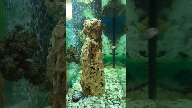 Акары бирюзовые. Первый день в аквариуме. смотреть онлайн