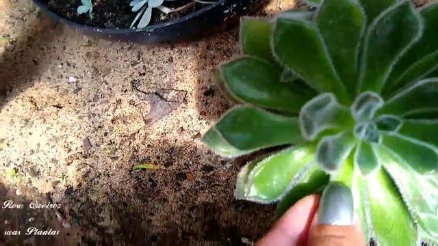 Echeveria setosa mais um #Sonho #Realizado ❤️ смотреть онлайн
