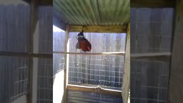 J.D.T.GAME BIRDS смотреть онлайн
