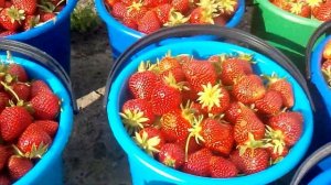 Клубника а сан Андерс