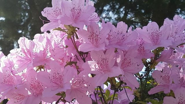 4K video, Very beautiful flowers , video for relaxation, birdsong, красивые цветы в 4К качестве смотреть онлайн