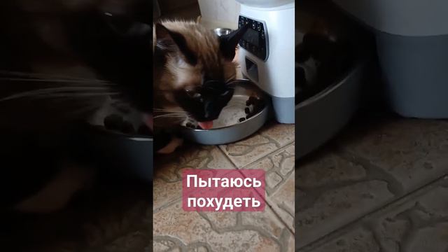 #любимка #лунка #животные #кот #тайская #красота