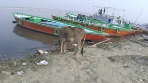 Трупы в реке Ганг. Индия. Варанаси