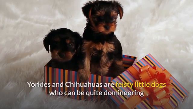 Yorkie v/s Chihuahua: Which breed should you bring to your home? Which is Better? смотреть онлайн