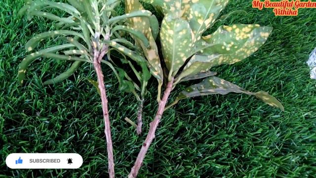 How to Grow Croton Cuttings in Water/क्रोटोन को पानी में ग्रो करे/Croton ko Cutting se kaise Lagaye смотреть онлайн