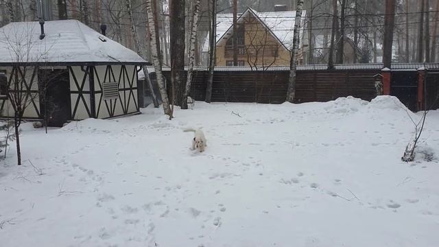 Ли Сяо / Alice the Fox Лиса Алиса (Охота на зверя в сарае) смотреть онлайн