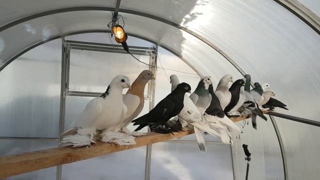 Такла,Кавказские,Узбекские голуби на племя 2021гTakla, Caucasian, Uzbek pigeons for the tribe 2021 смотреть онлайн