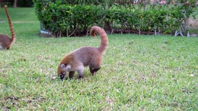 Енот носуха (коати) ищут еду в Мексике смотреть онлайн