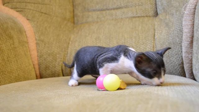 Донской сфинкс котята смотреть онлайн