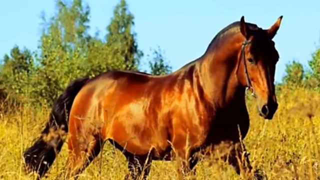 Конный мир . Красота и грация . смотреть онлайн