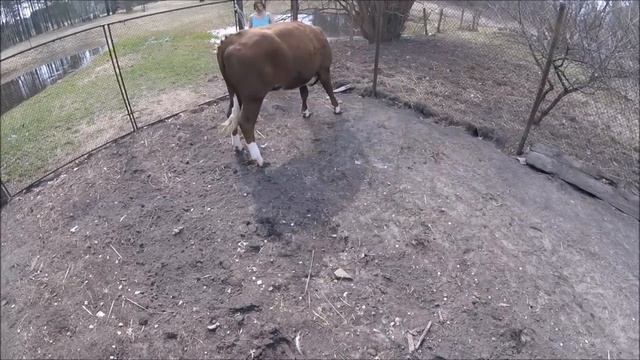 Деревенские будни. О привязи коров на пастбище || Жизнь в деревне.