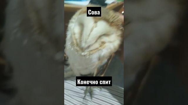 сова дикая #животные #рекомендации #shorts смотреть онлайн