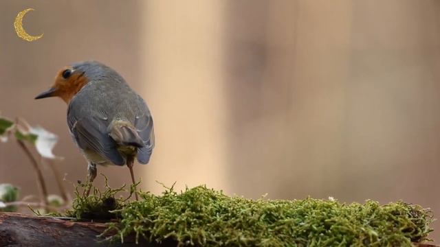 Хадис 5. Всевышний Аллах позаботится о том чтобы Пророк мир ему запомнил писание ! САХИХ АЛЬ-БУХАРИ смотреть онлайн