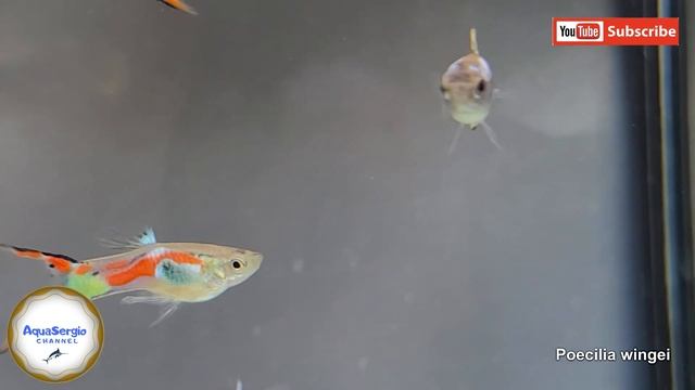 Гуппи эндлера как вам?! Guppy Endler, How Are You ?!