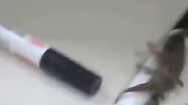 Огромный водяной клоп. смотреть онлайн