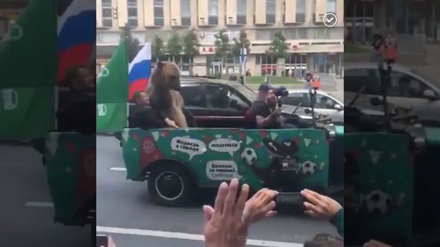 Вот вам, или как медведь праздновал победу сборной России в первом матче на ЧМ смотреть онлайн